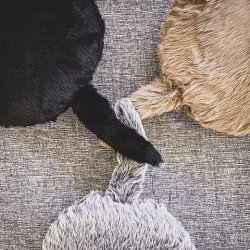 ユカイ工学 Qoobo ハスキーグレー YE-QB001G